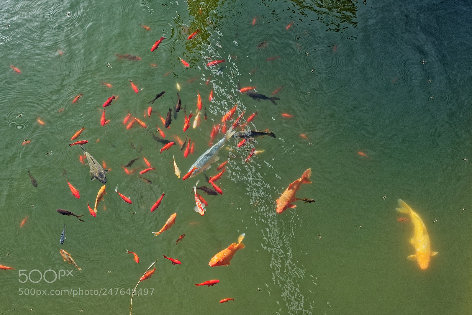 Sony a7R sample photo. Goldfish photography