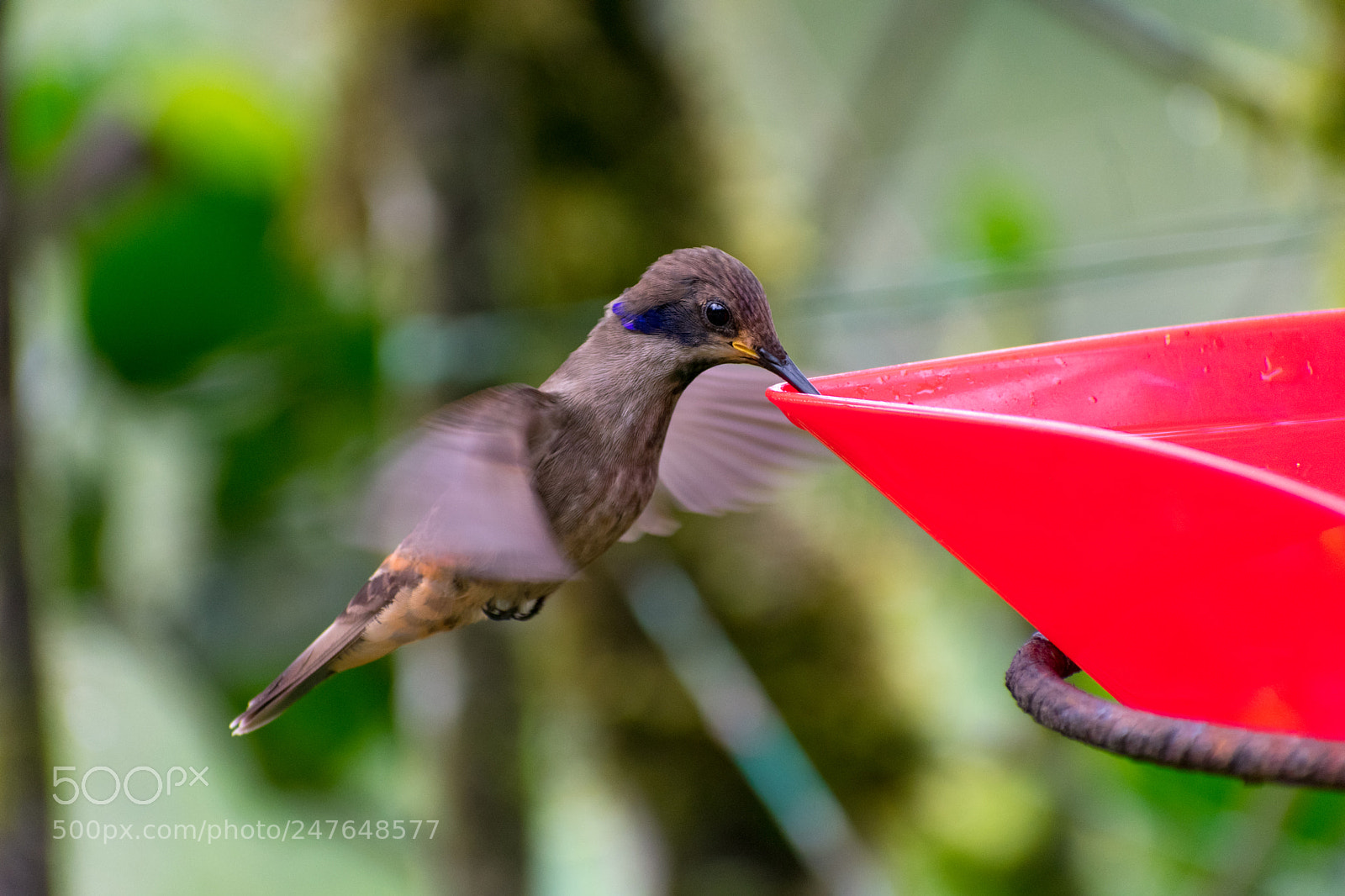 Nikon D3400 sample photo. Brown violetear hummingbird 1 photography