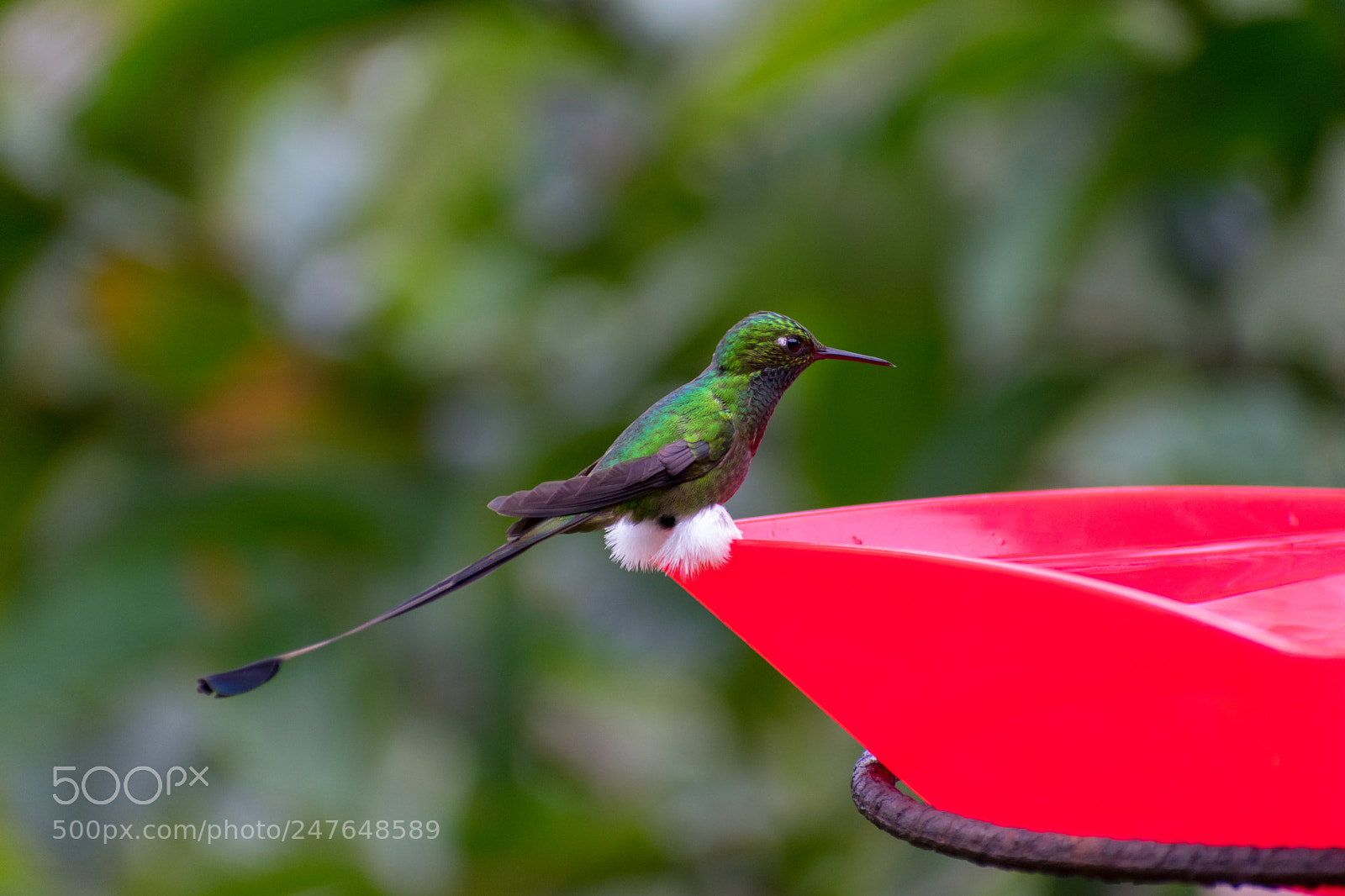 Nikon D3400 sample photo. Booted racket-tail hummingbird 1 photography