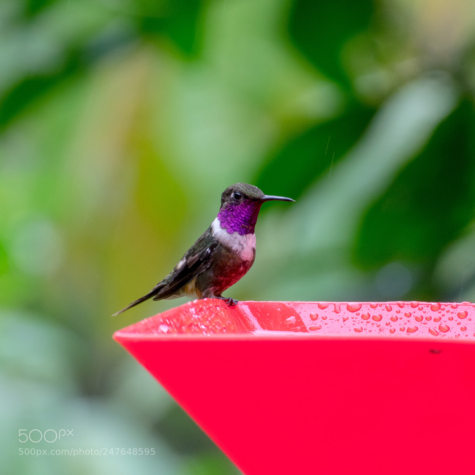 Nikon D3400 sample photo. Purple-throated woodstar hummingbird photography