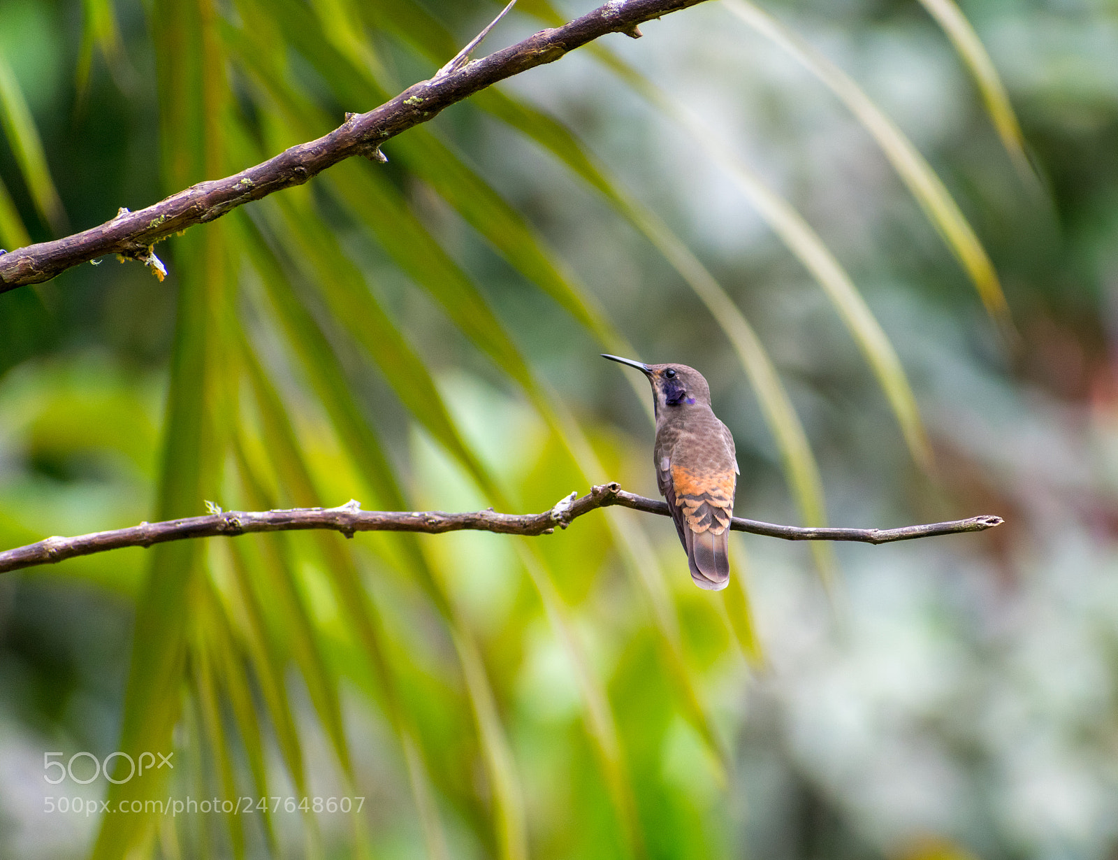 Nikon D3400 sample photo. Brown violetear hummingbird 2 photography