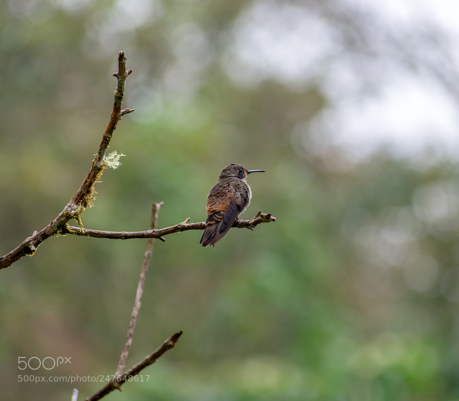 Nikon D3400 sample photo. Brown violetear hummingbird 3 photography