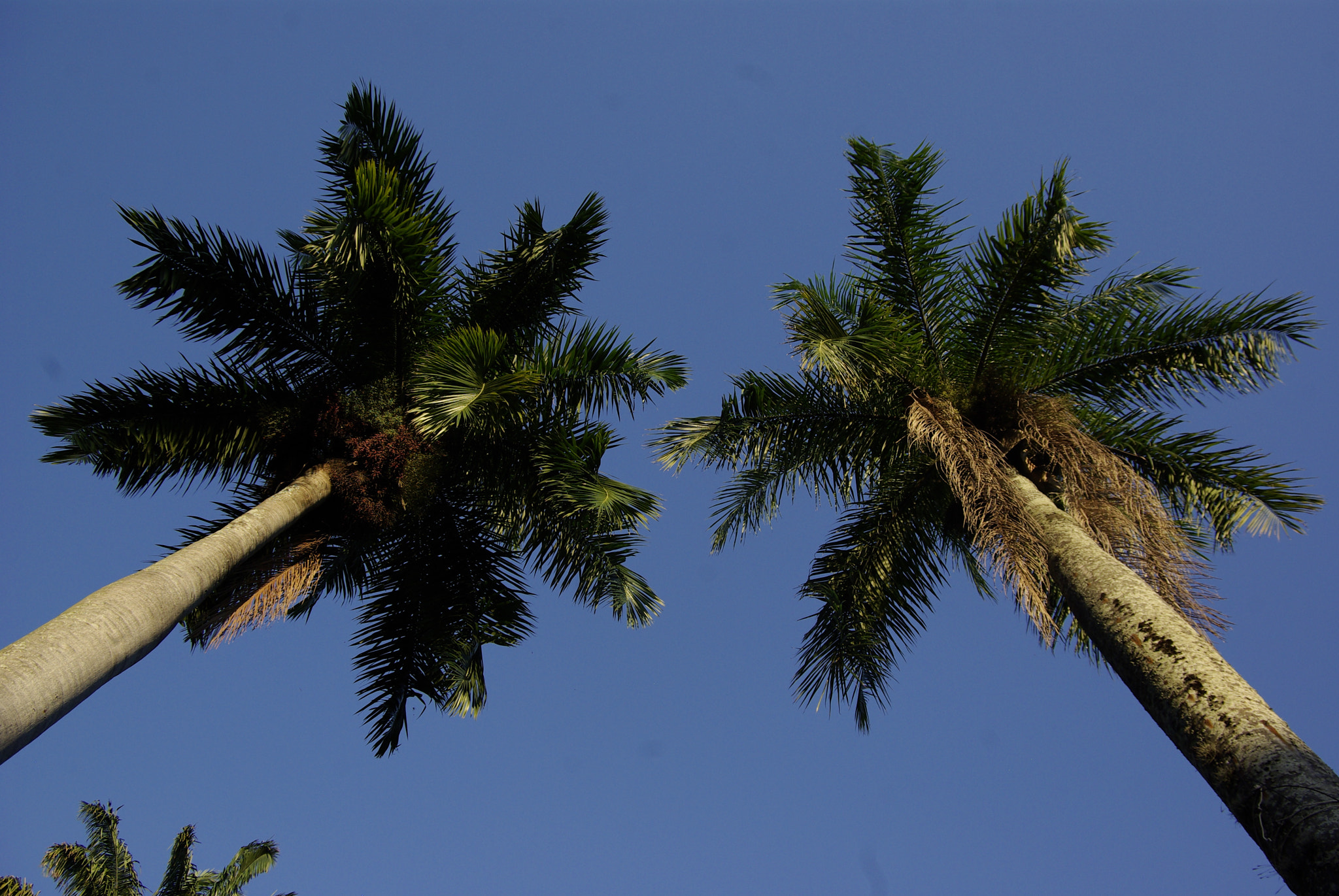 Pentax K10D sample photo. Sisters! photography