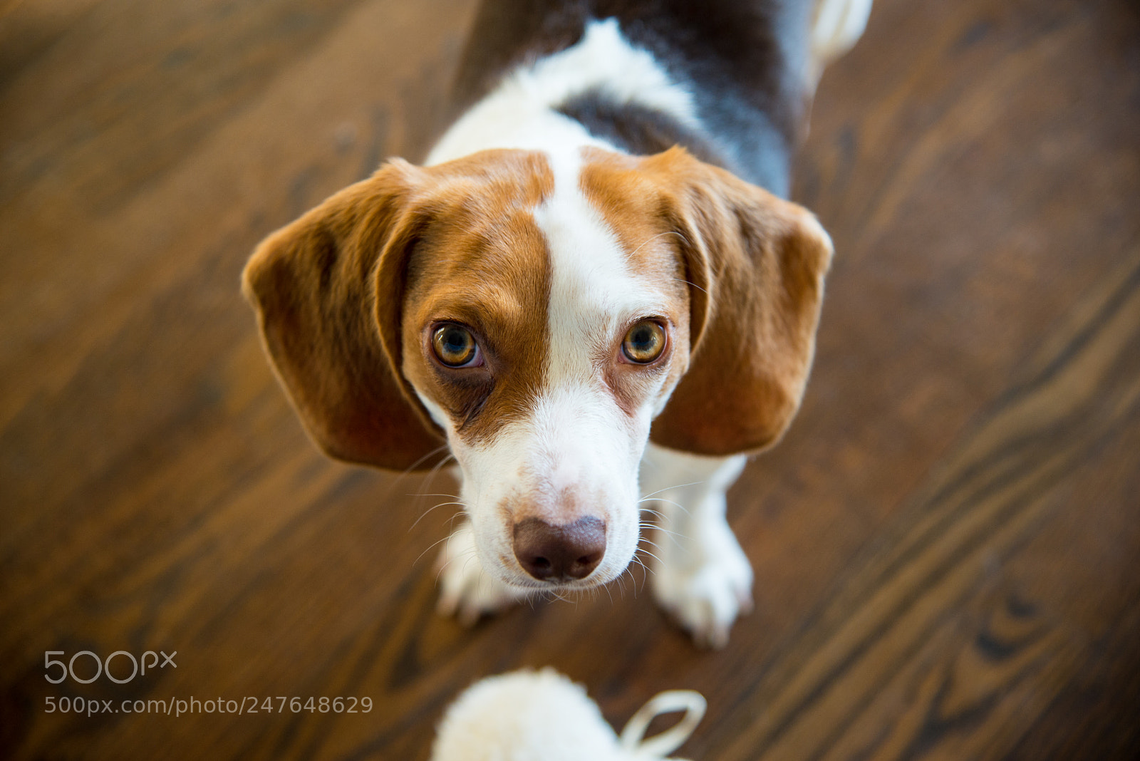 Nikon D610 sample photo. Daisy the beagle photography