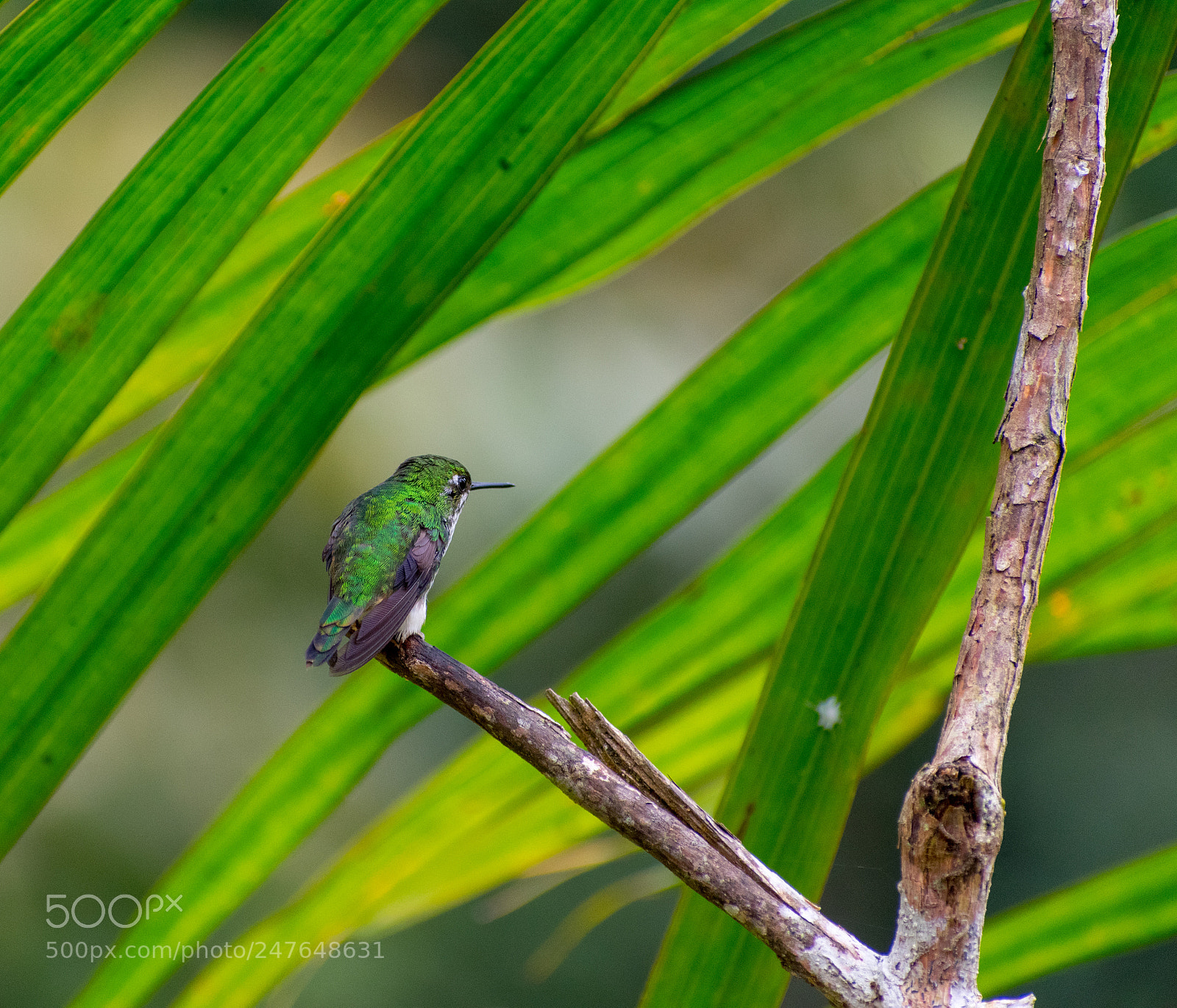 Nikon D3400 sample photo. Violet-headed hummingbird 1 photography