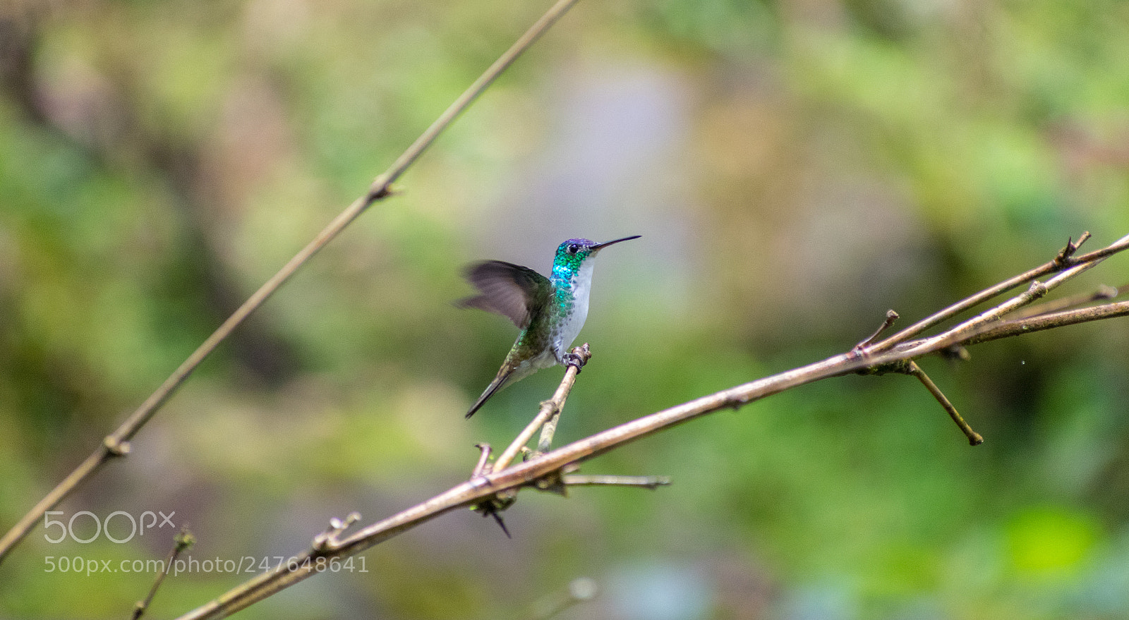 Nikon D3400 sample photo. Andean emerald photography