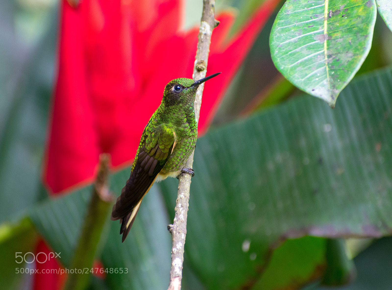 Nikon D3400 sample photo. Violet-headed hummingbird 2 photography