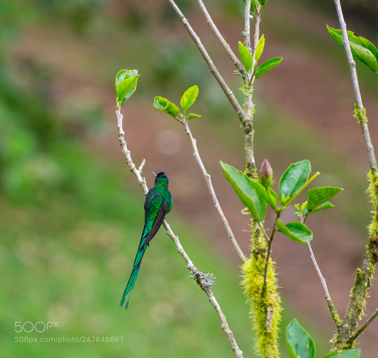 Nikon D3400 sample photo. Booted racket-tail hummingbird 2 photography