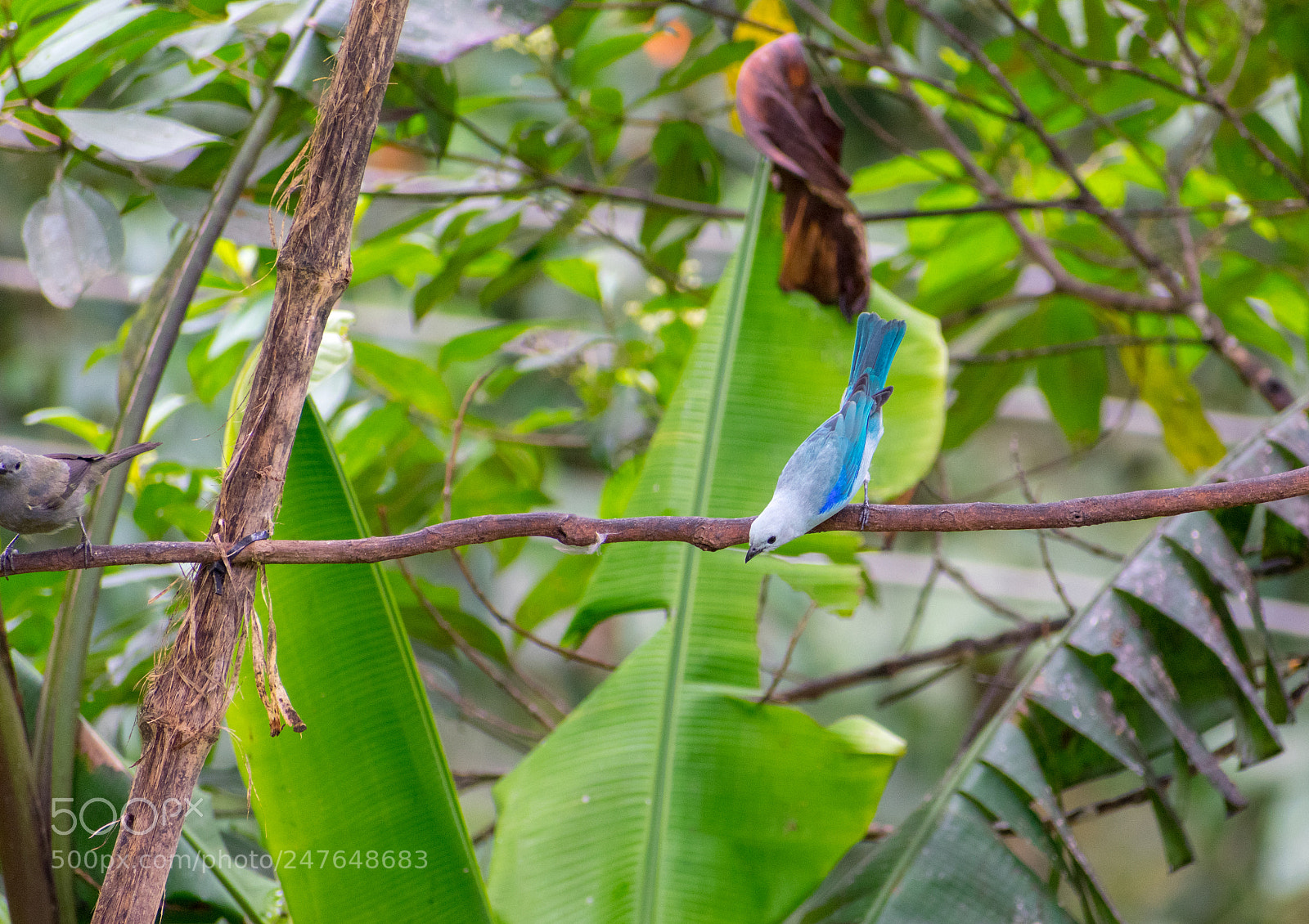 Nikon D3400 sample photo. Blue-grey tanager photography