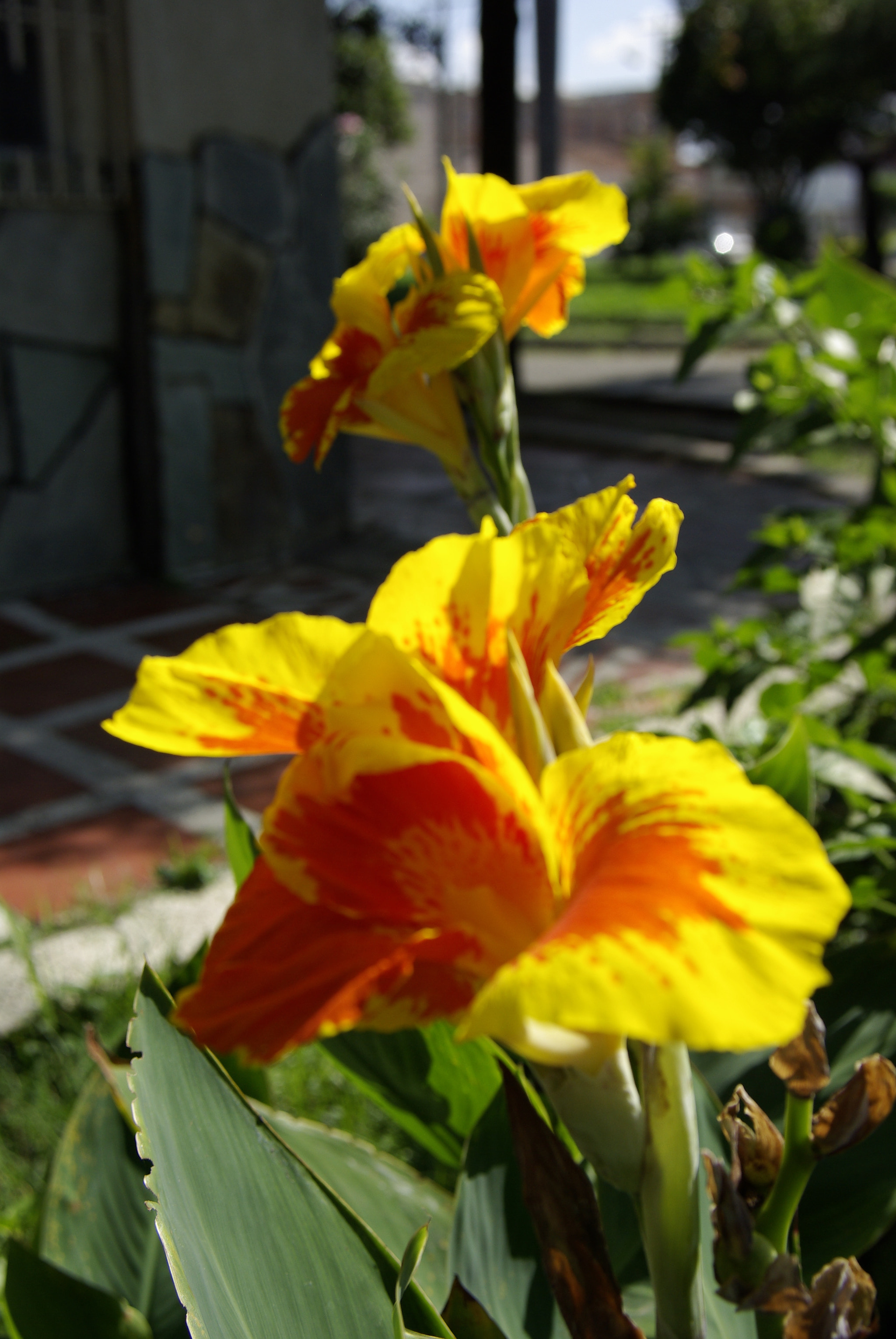 Pentax K10D sample photo. Natural yellow photography