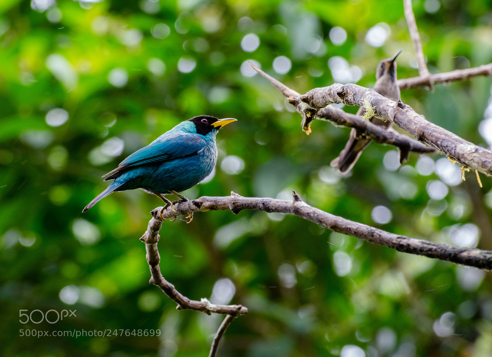 Nikon D3400 sample photo. Green honeycreeper 1 photography