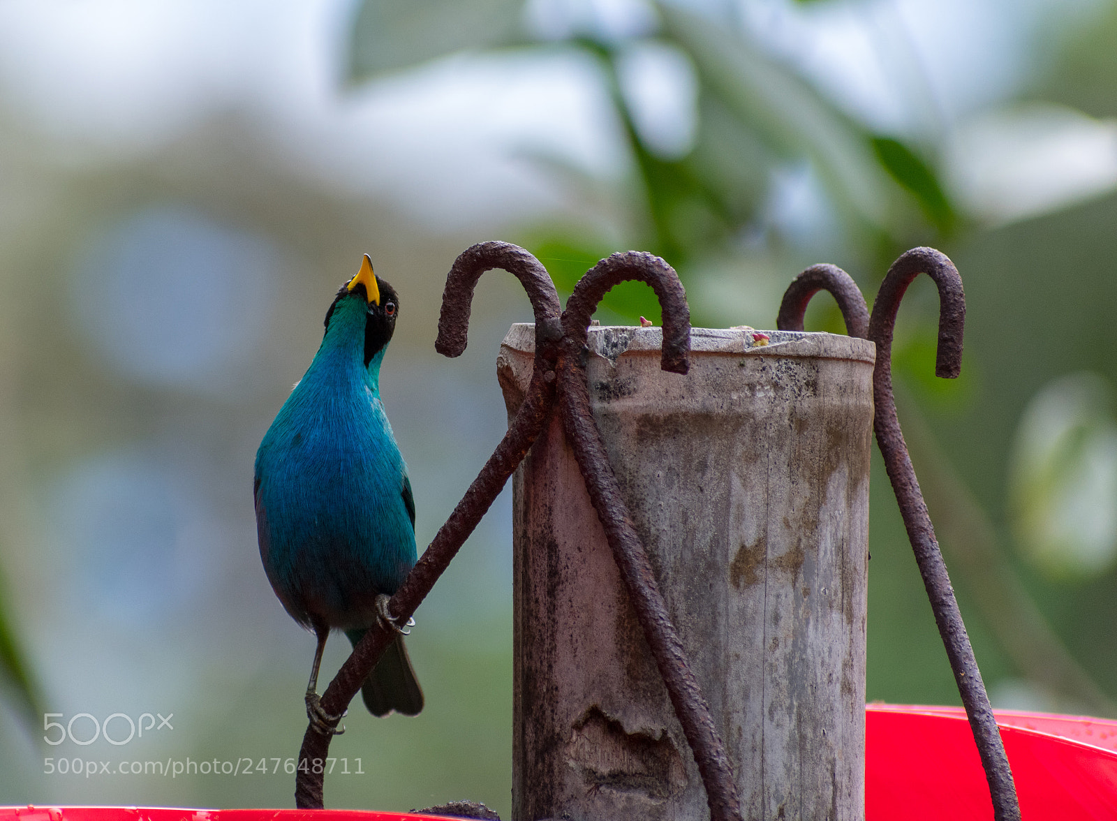 Nikon D3400 sample photo. Green honeycreeper 2 photography