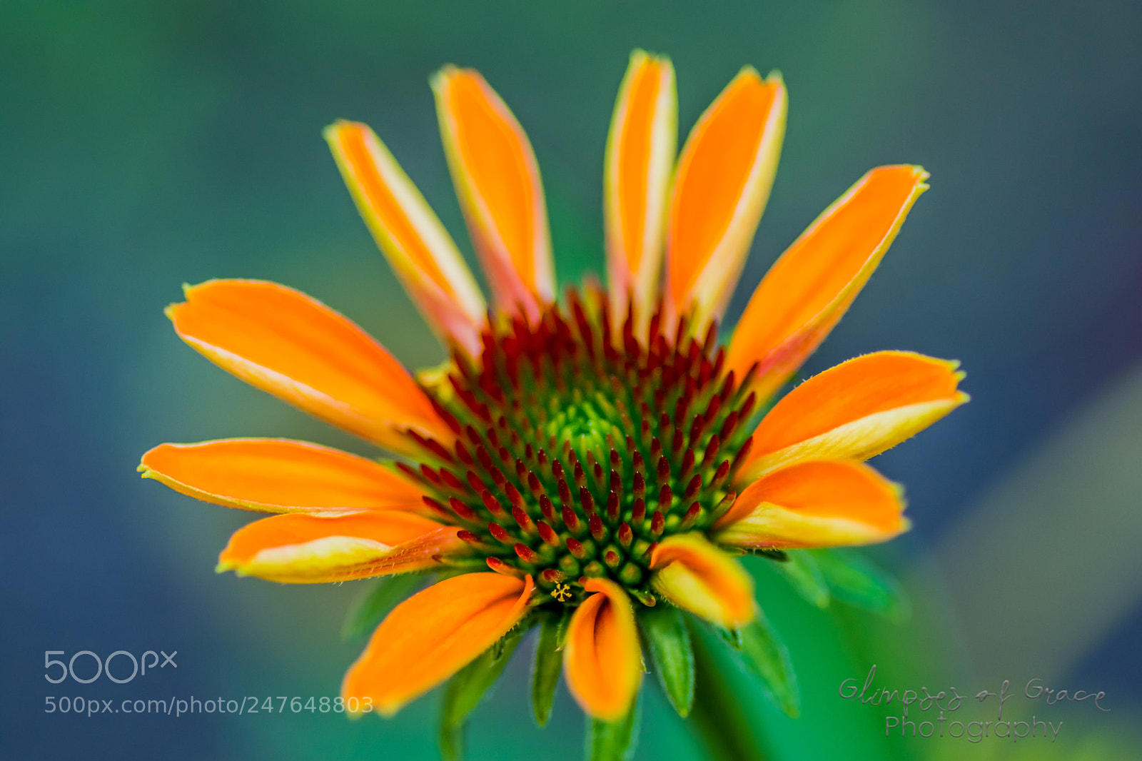 Nikon D7200 sample photo. Yellow coneflower photography