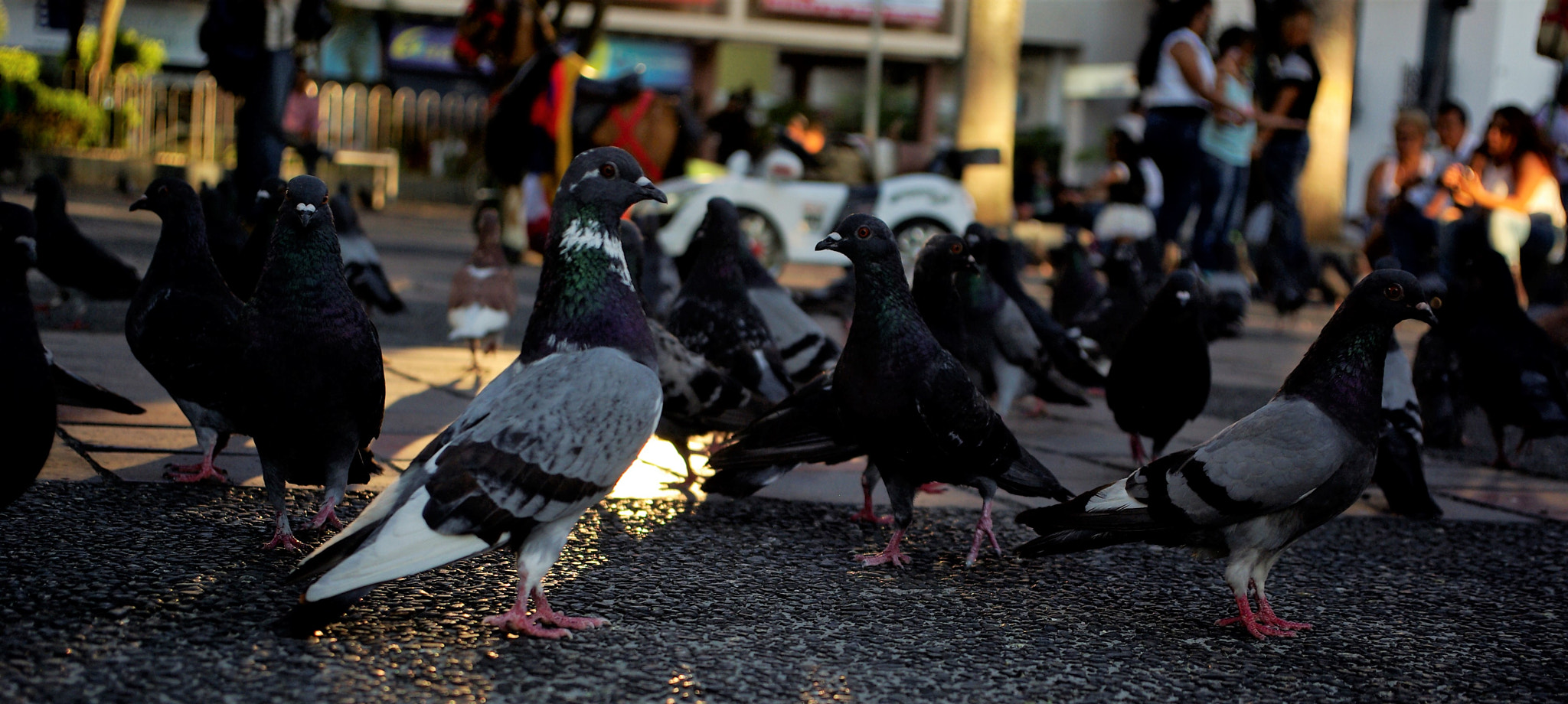 Pentax K10D sample photo. Where is the corn? keep looking! photography