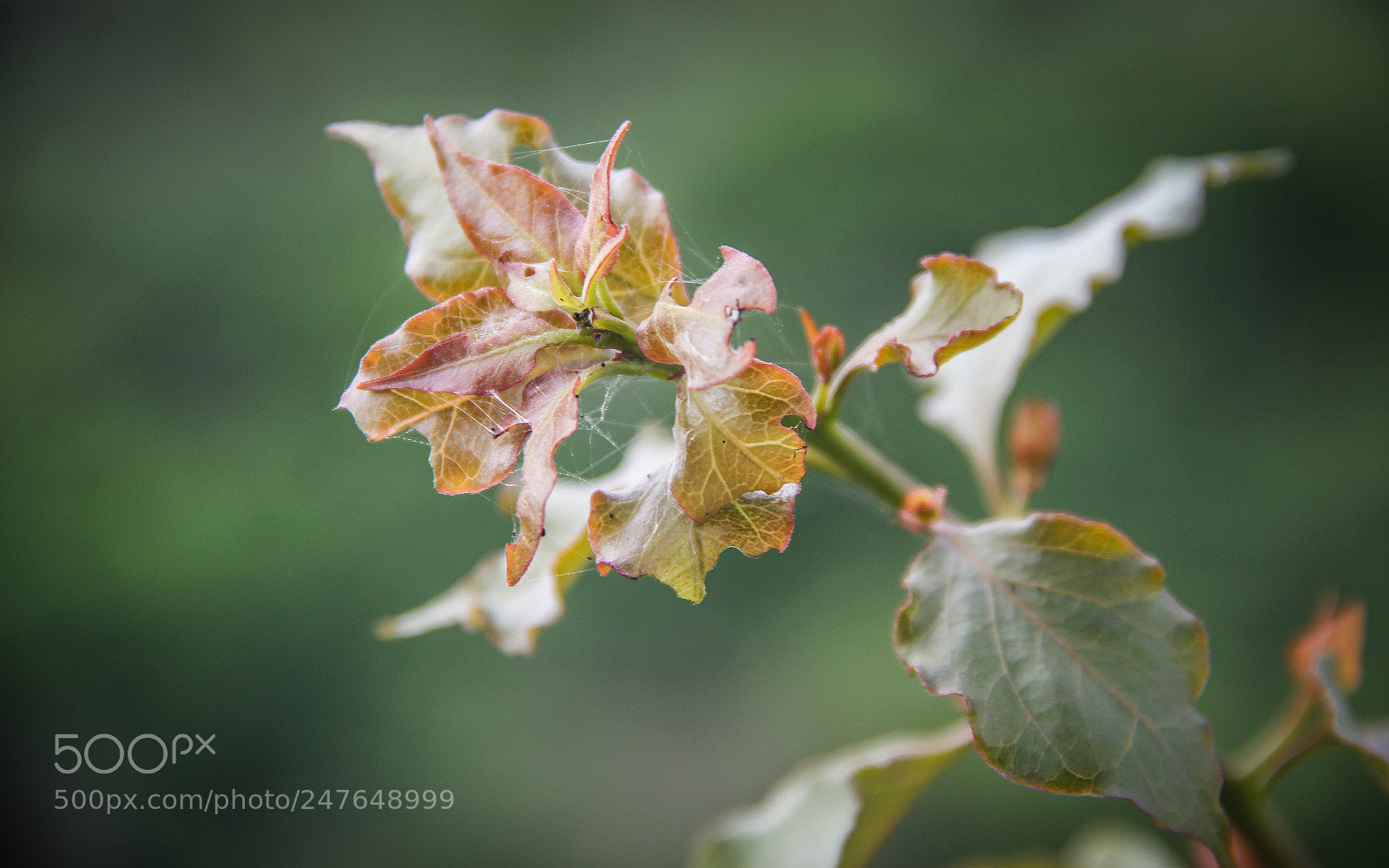 Canon EOS 60D sample photo. Un hogar con mucho photography