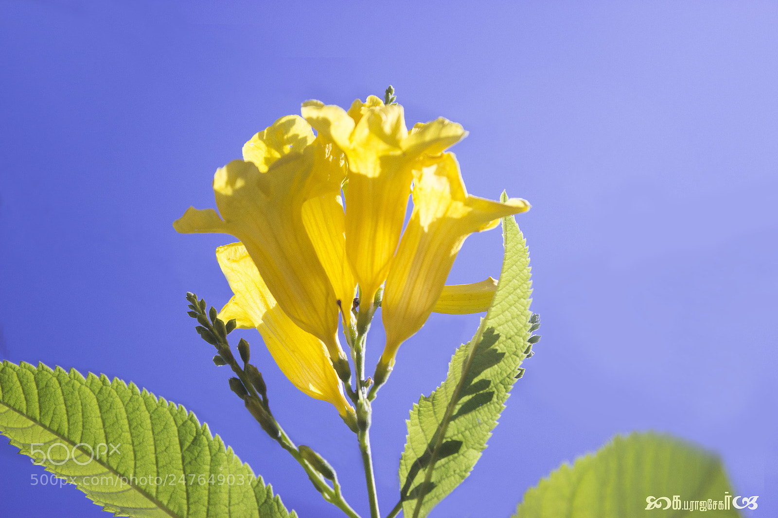 Canon EOS 600D (Rebel EOS T3i / EOS Kiss X5) sample photo. Vibarant yellow photography