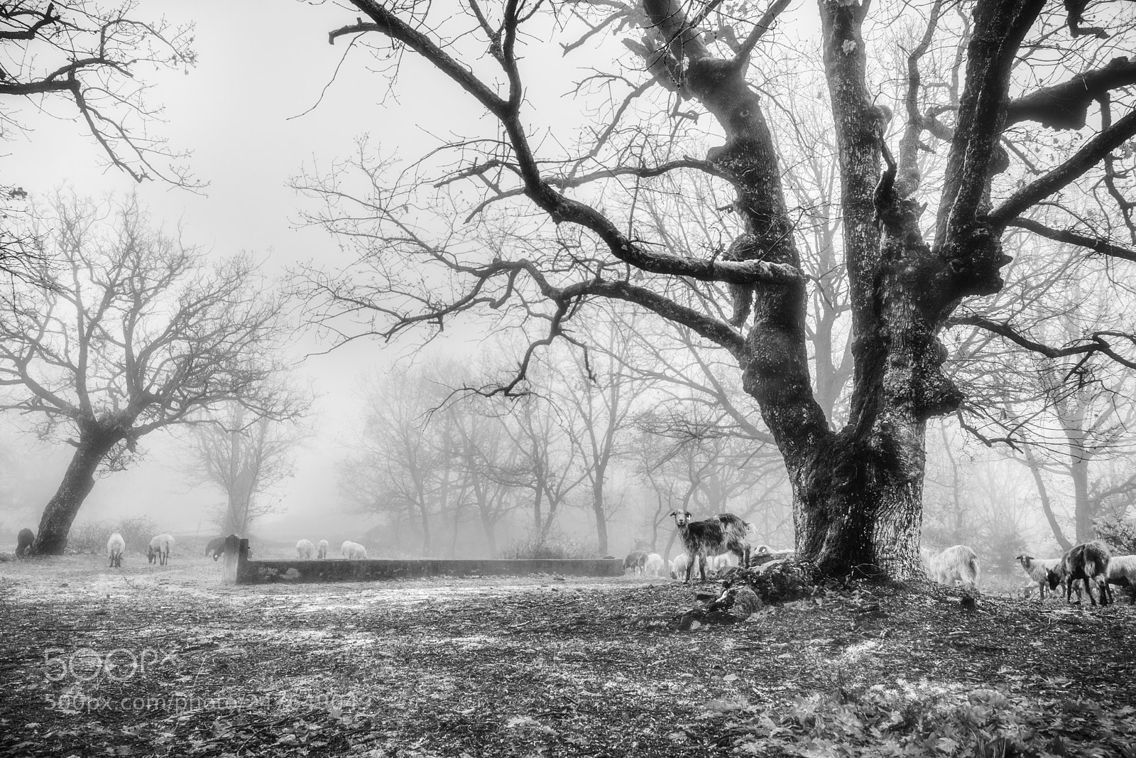 Nikon D7200 sample photo. Pure morning photography