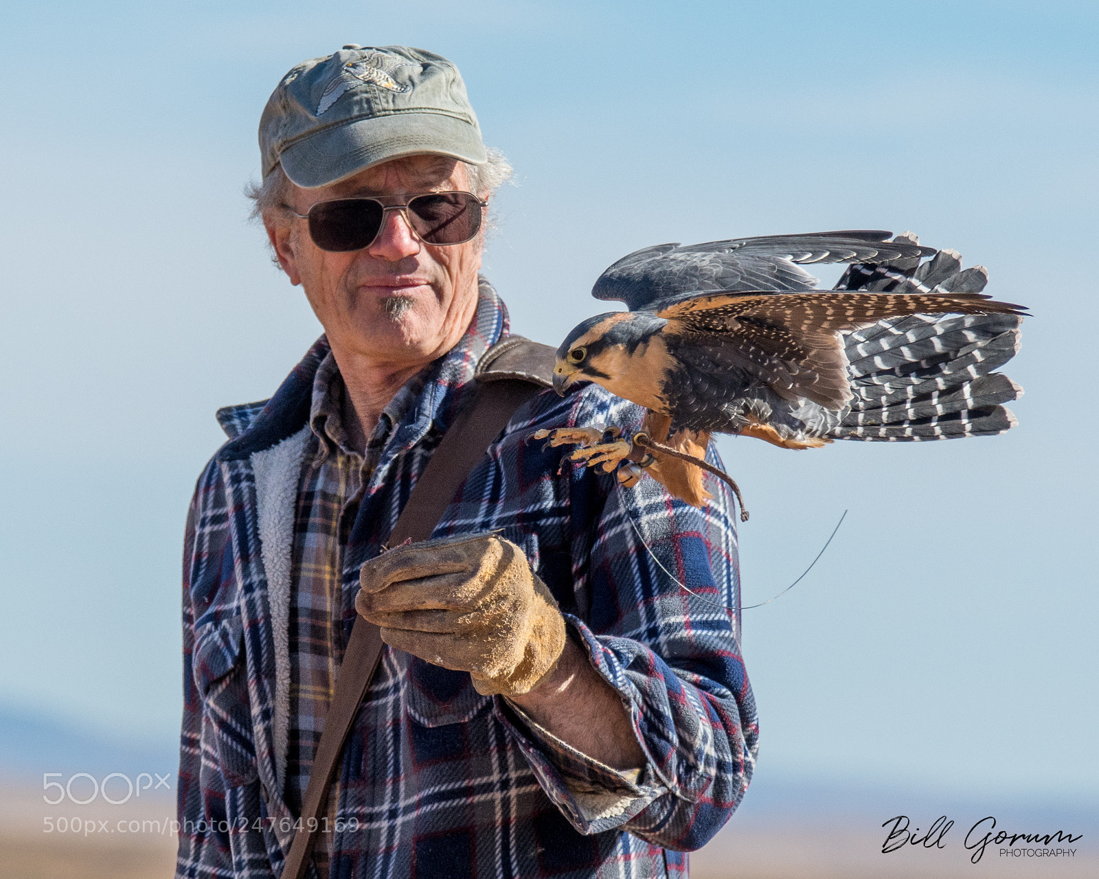 Nikon D500 sample photo. Aplomado falcon photography