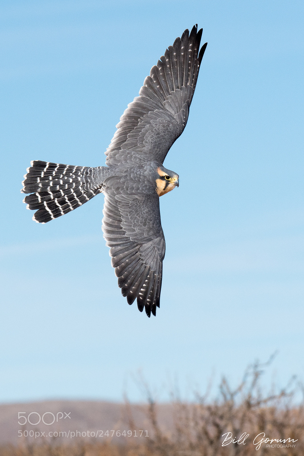 Nikon D500 sample photo. Aplomado falcon photography