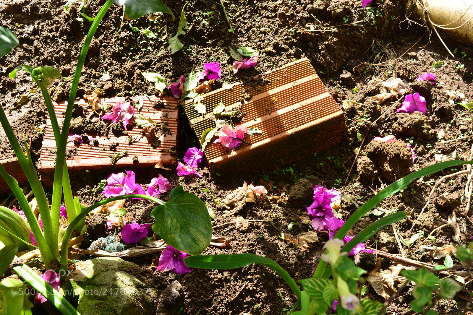 Nikon D5200 sample photo. Flores photography