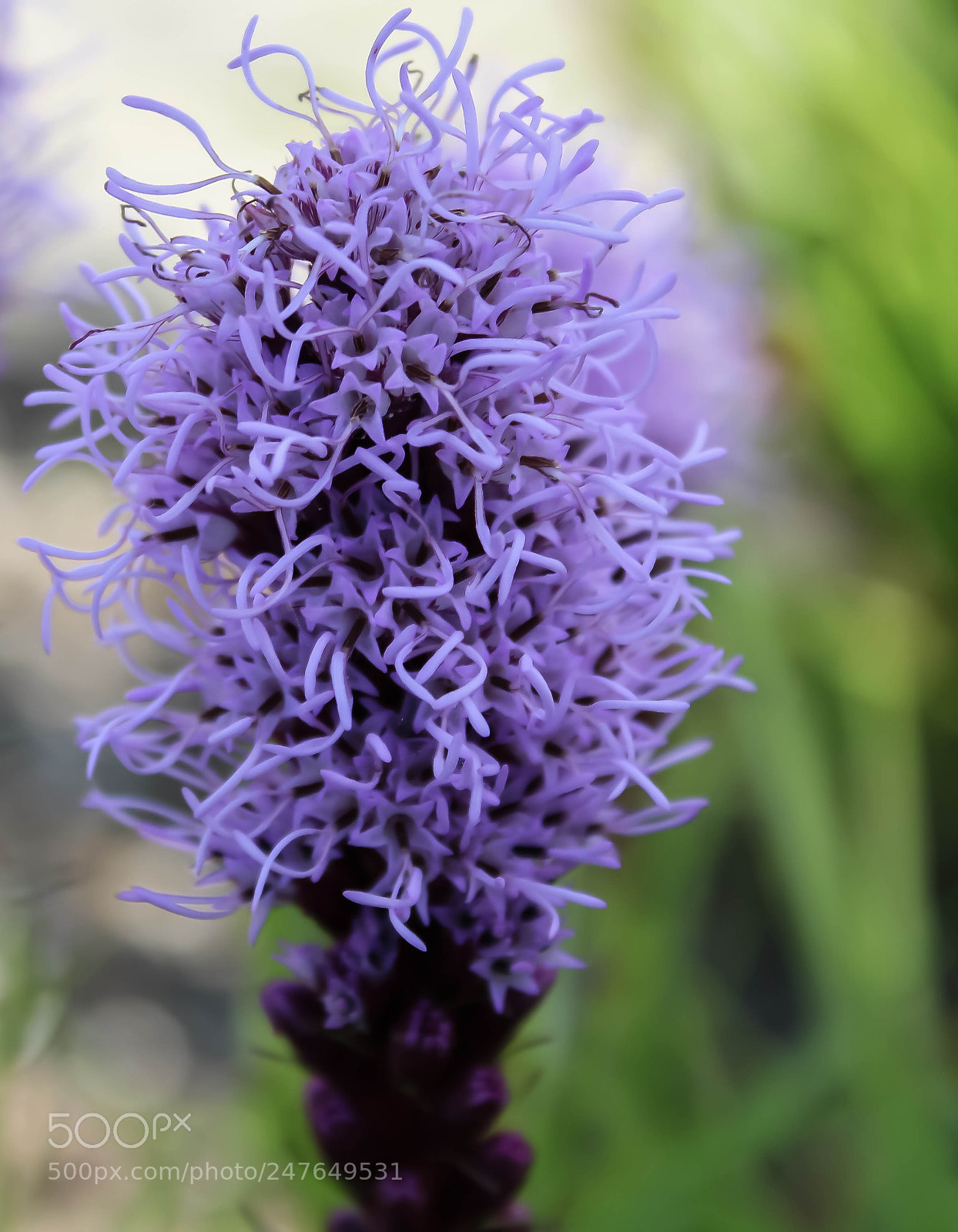 Canon EOS 1200D (EOS Rebel T5 / EOS Kiss X70 / EOS Hi) sample photo. Un·knownbeauty photography