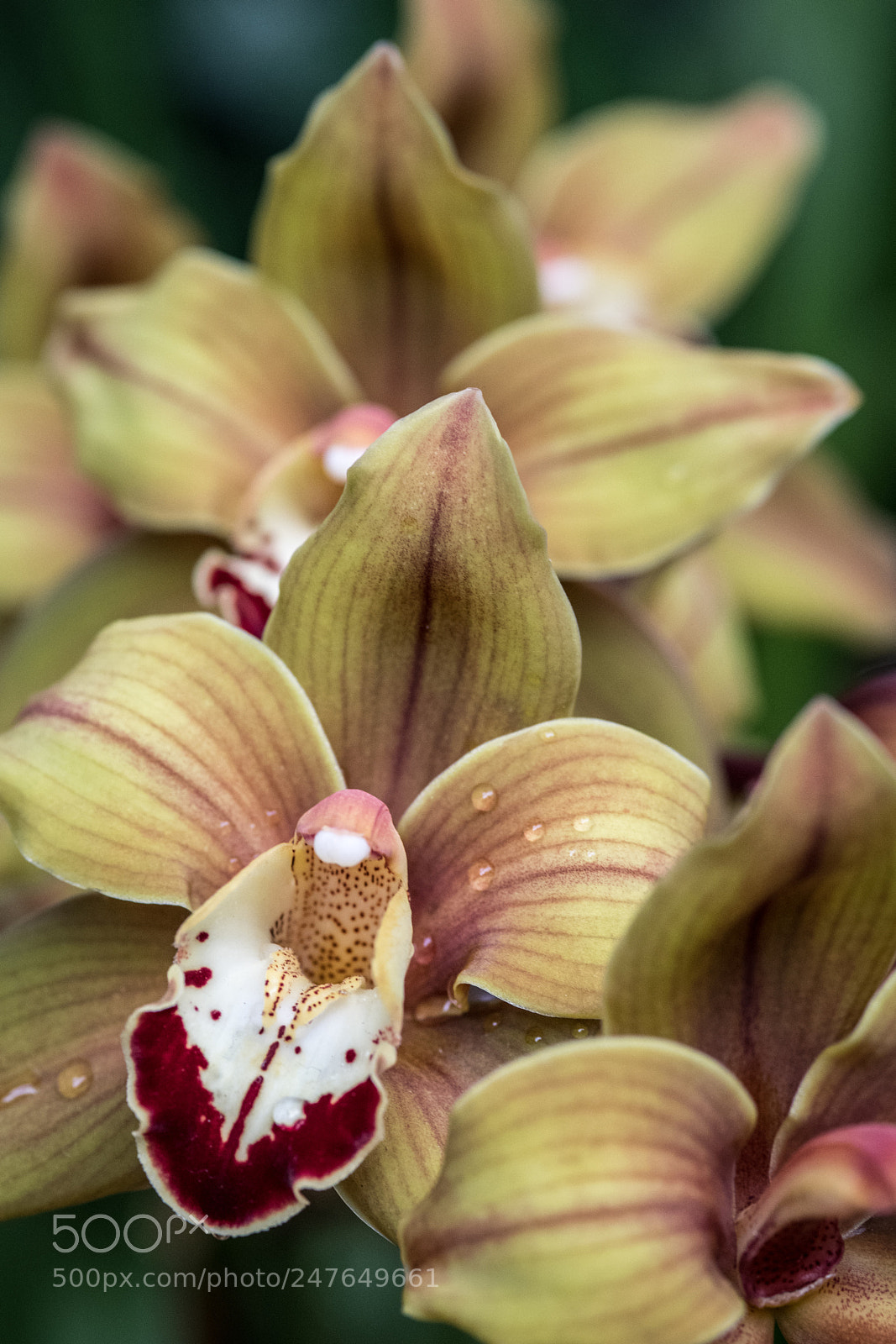 Nikon D850 sample photo. Cymbidium orchid 'amber arches' photography
