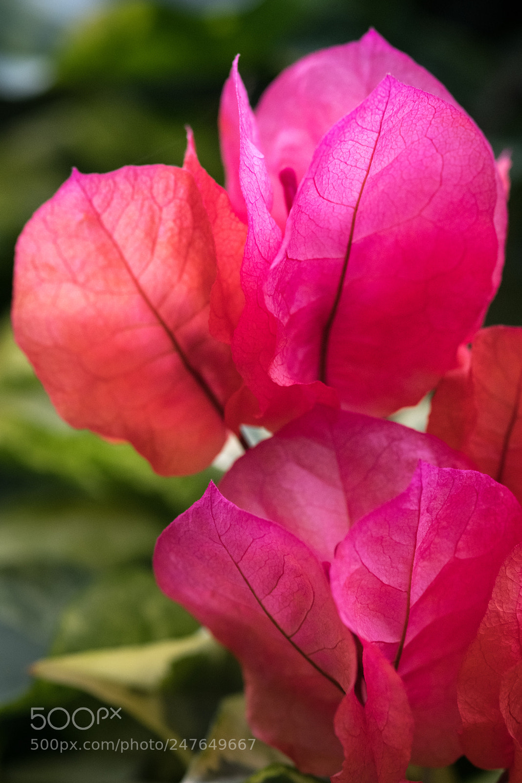 Nikon D850 sample photo. Bougainvillea 'red rooster' photography