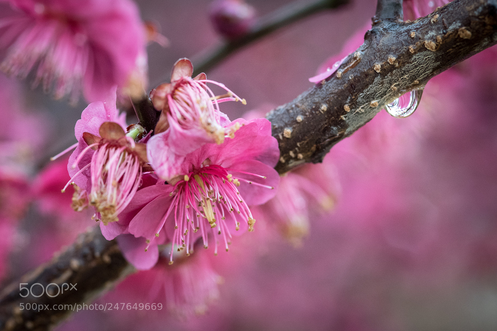 Nikon D850 sample photo. Japanese apricot 'matsubara red' photography