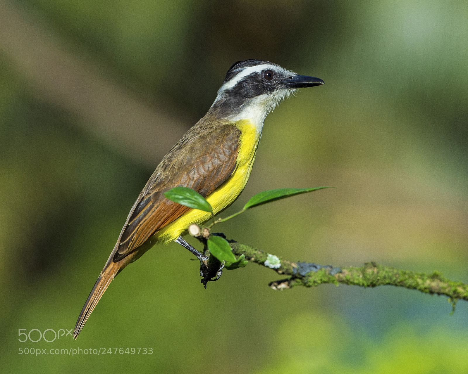 Nikon D4 sample photo. Great kiskadee photography