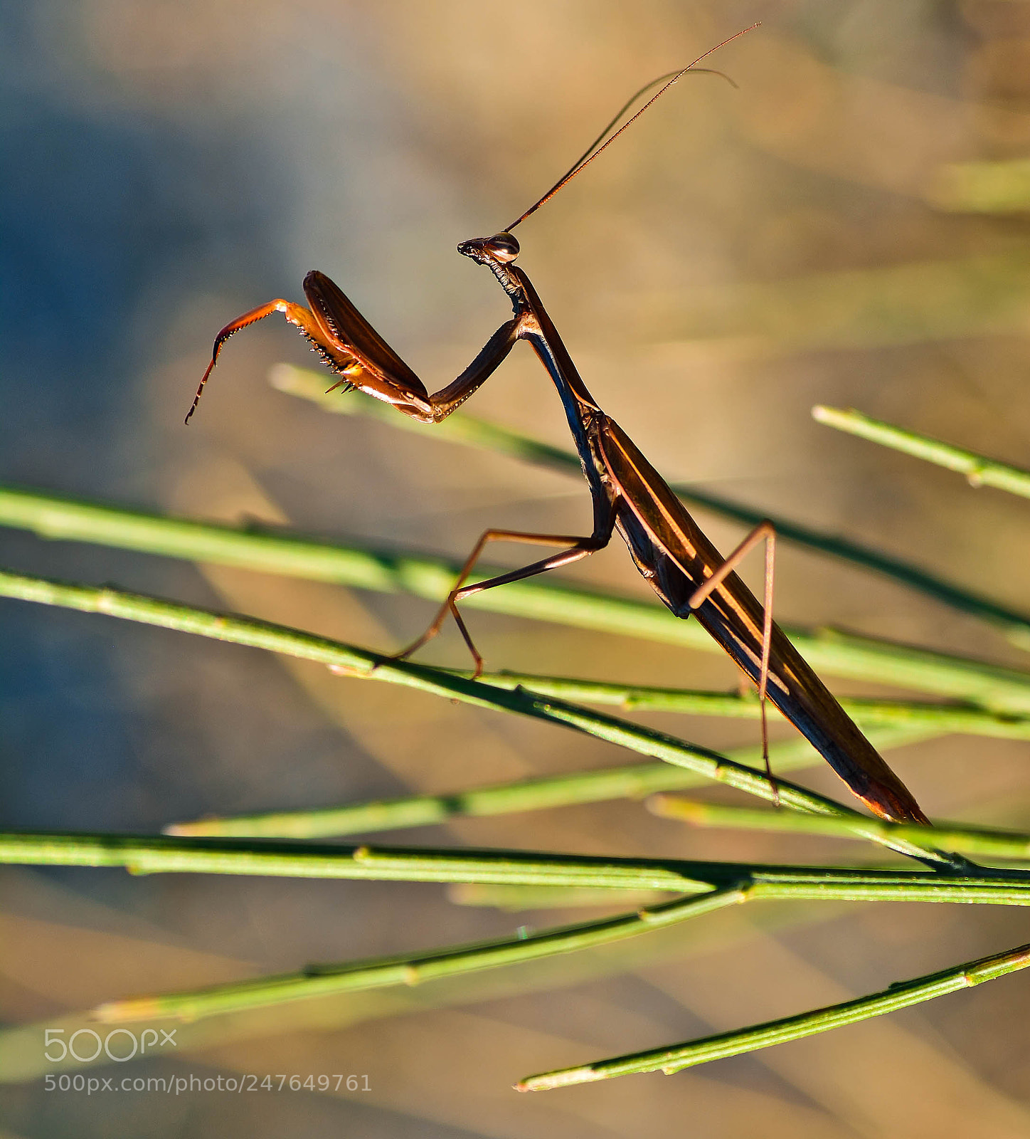 Nikon D5200 sample photo. Mantis religiosa. photography
