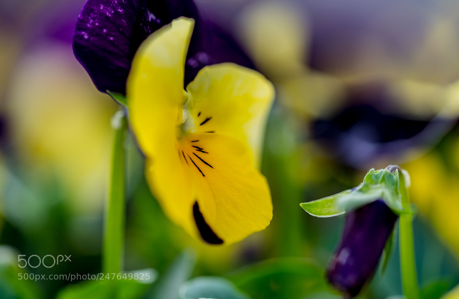 Sony a7R II sample photo. In bloom photography