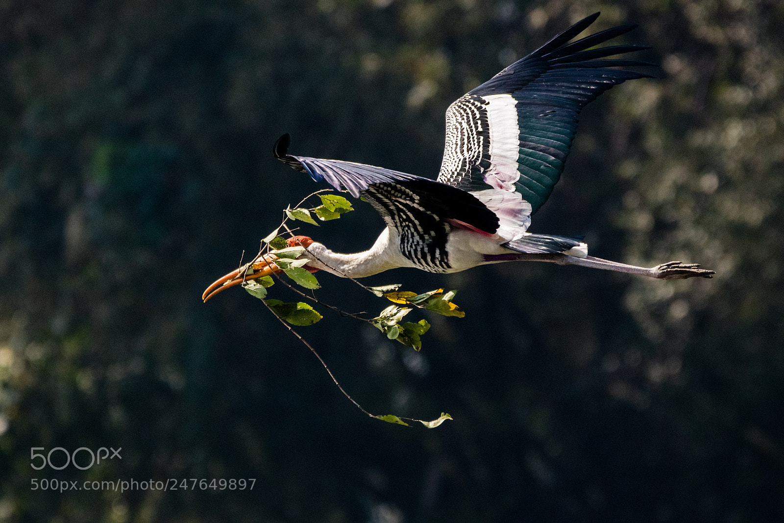 Canon EOS 80D sample photo. Painted stork photography
