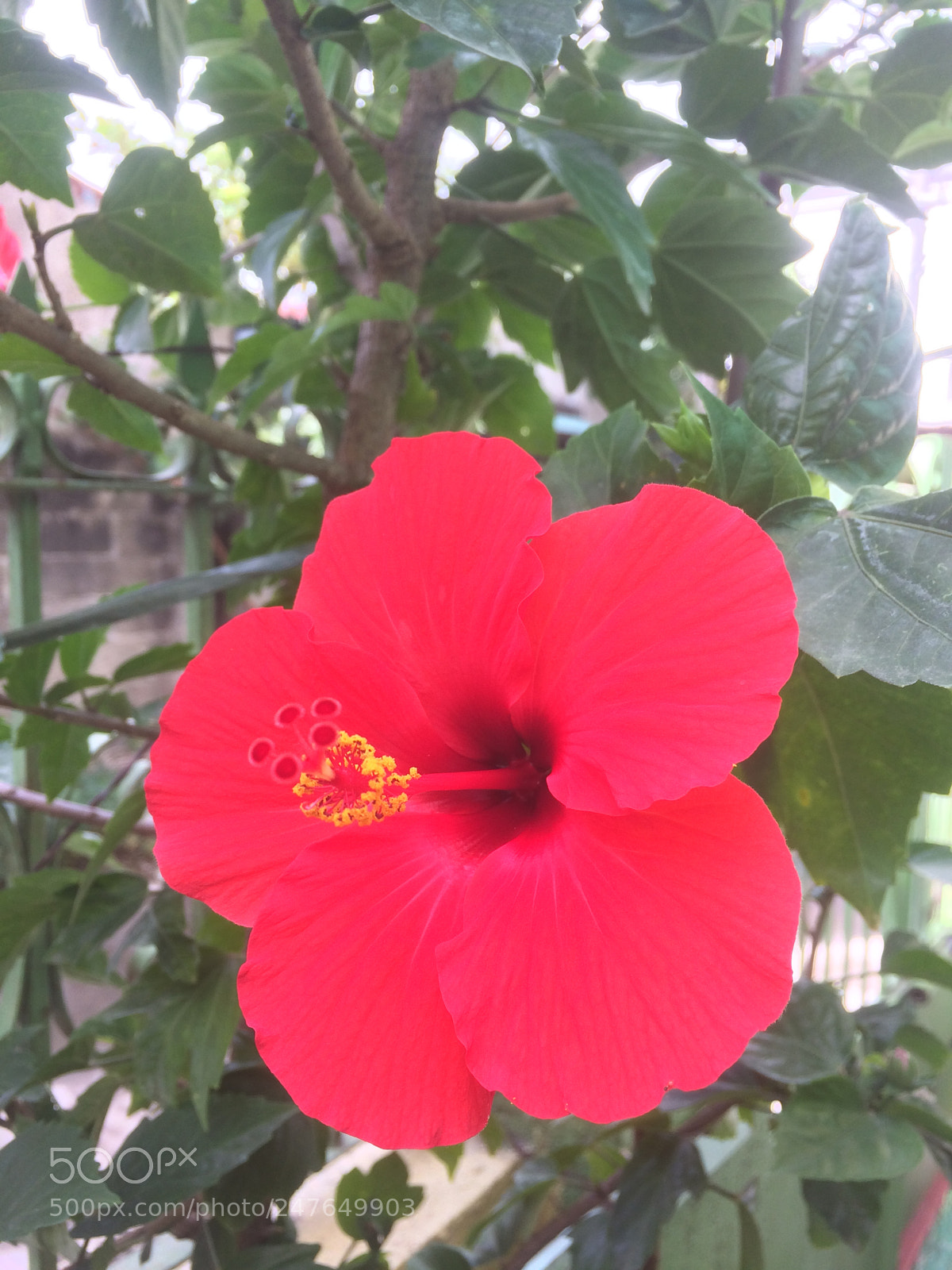 Apple iPhone 5s sample photo. Untitled photography