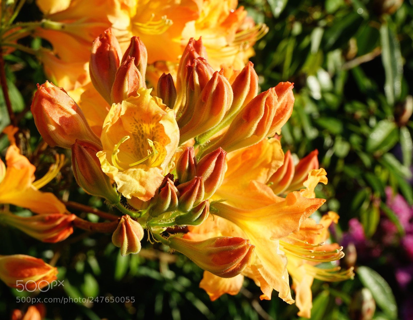 Sony a7 sample photo. Azalea photography