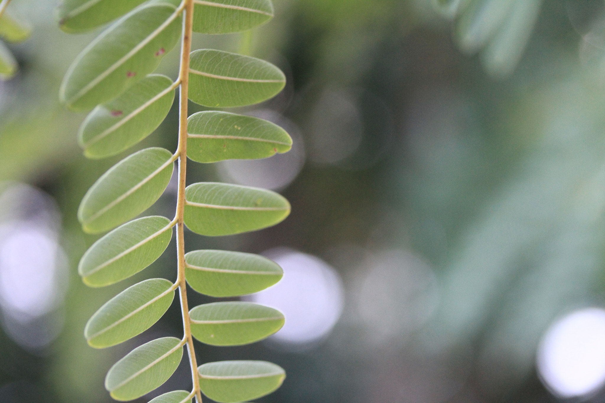 Canon EF-S 60mm F2.8 Macro USM sample photo. Img photography