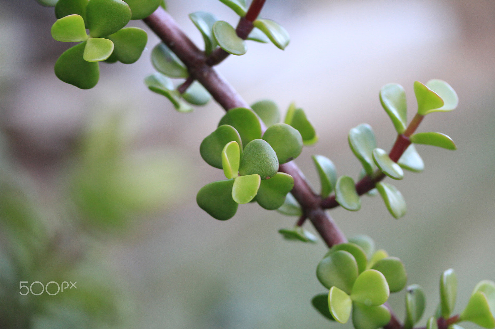Canon EF-S 60mm F2.8 Macro USM sample photo. Just a random bush photography