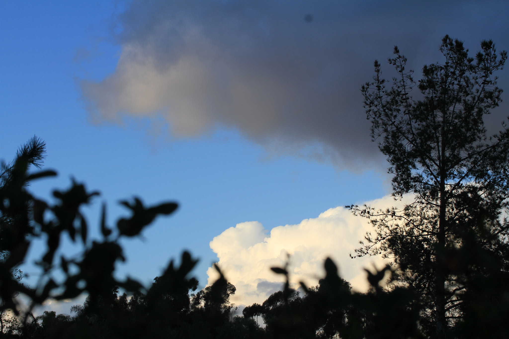 Canon EF-S 60mm F2.8 Macro USM sample photo. Img photography