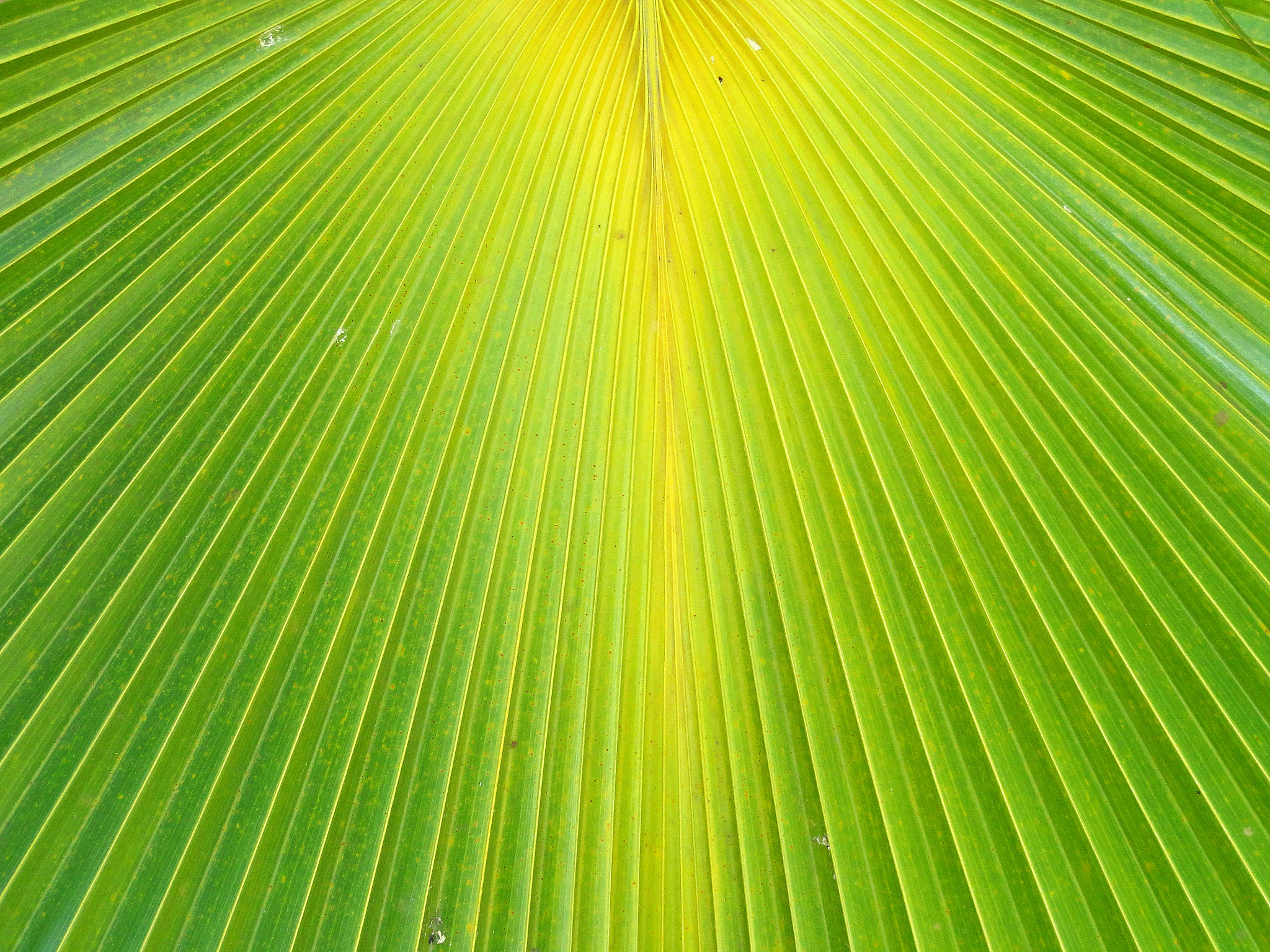 Sony Cyber-shot DSC-H70 sample photo. Molokai palm fan photography