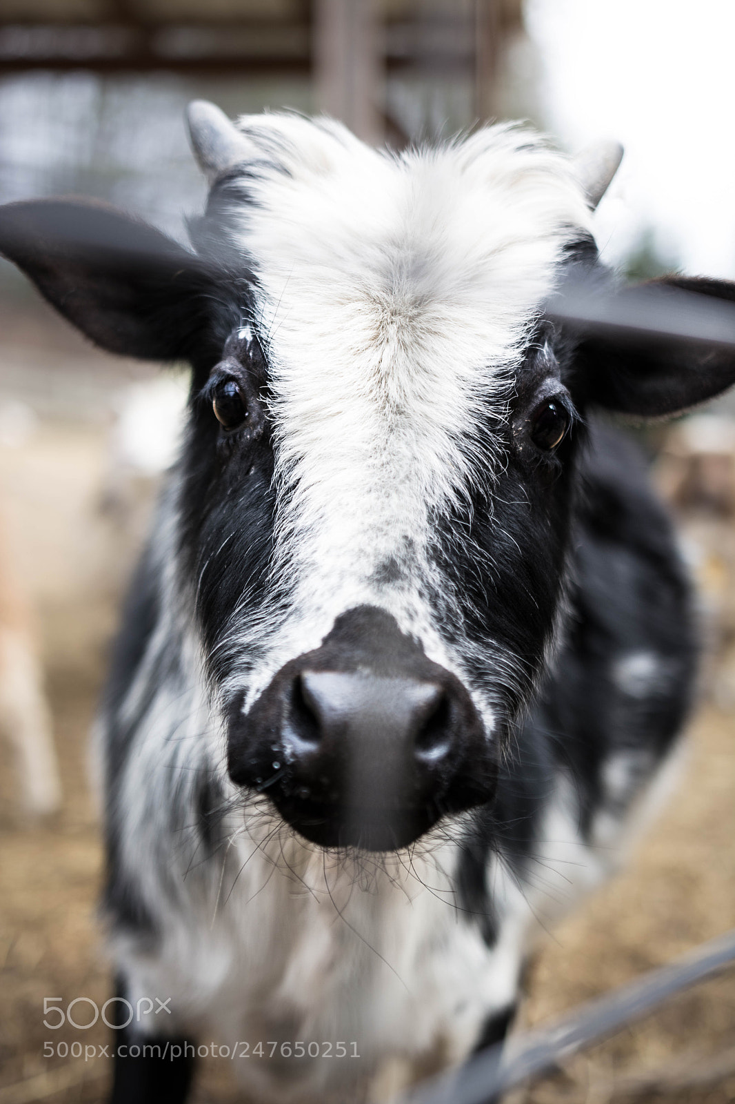 Nikon D5200 sample photo. Calf eyes photography