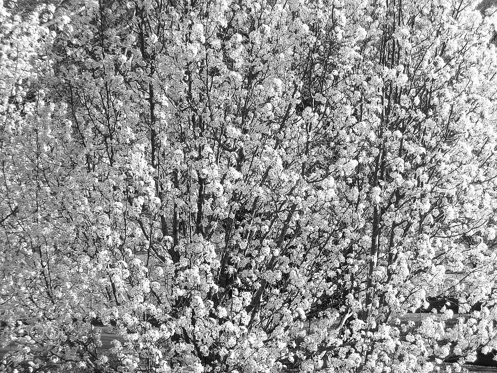 Canon POWERSHOT A560 sample photo. Bradford pear blossoms copy photography