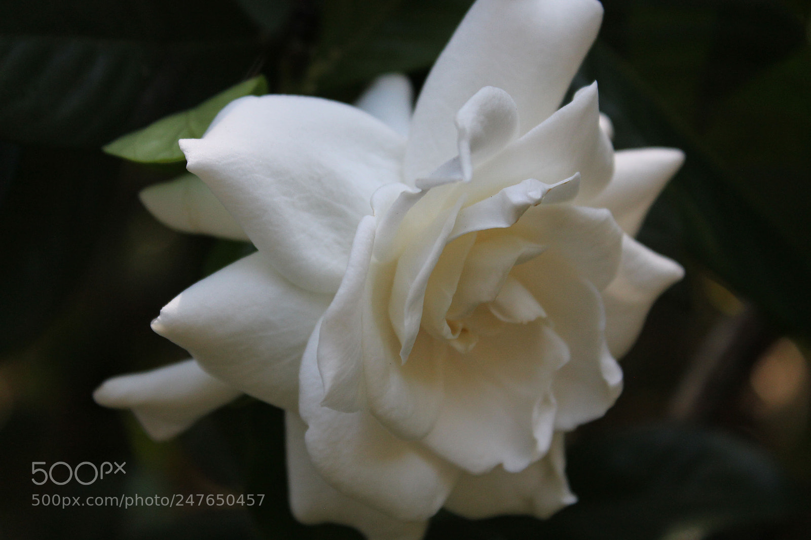 Canon EOS 1100D (EOS Rebel T3 / EOS Kiss X50) sample photo. Garnia photography