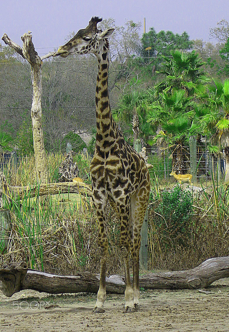 Canon POWERSHOT A560 sample photo. Giraffe photography