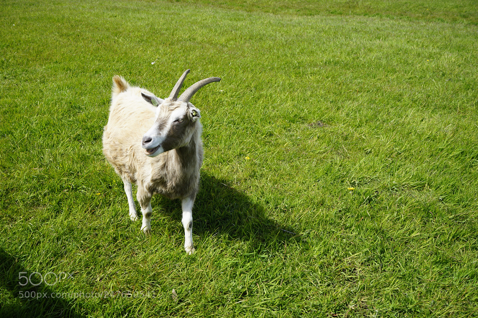 Sony a7 II sample photo. Goat in a farm photography
