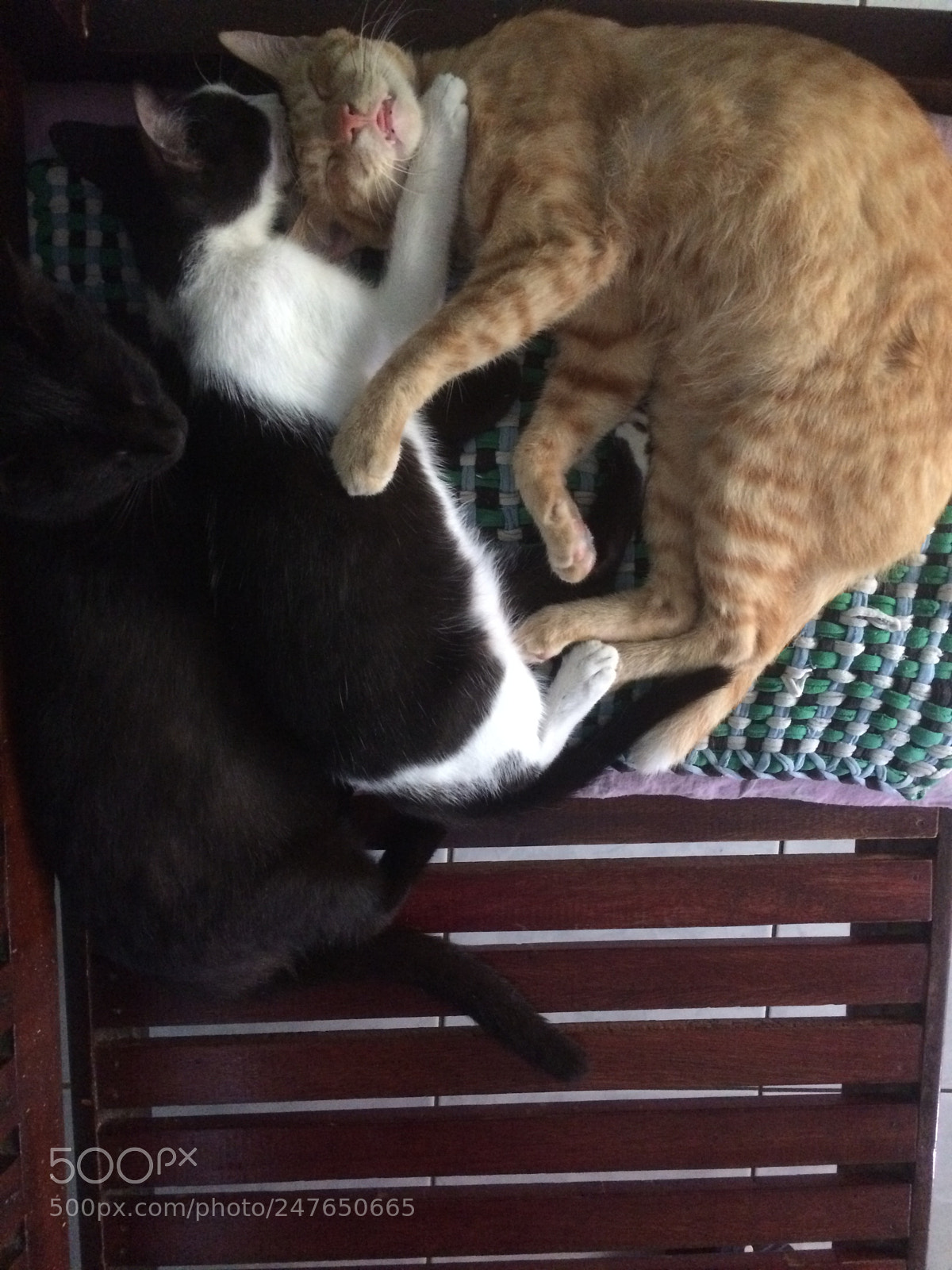 Apple iPhone 5s sample photo. My cuttiest cats sleeping... photography