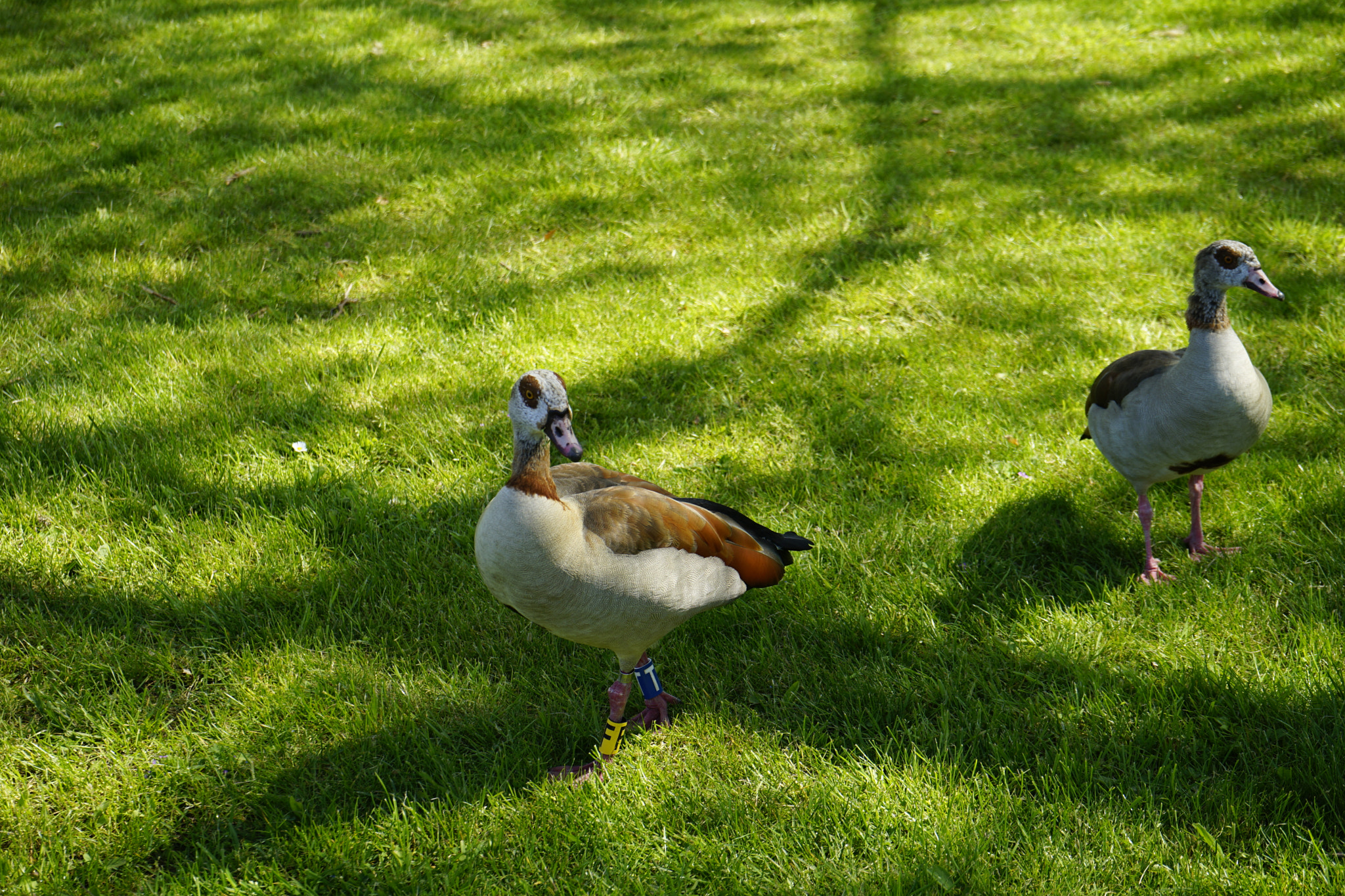 Sony FE 28-70mm F3.5-5.6 OSS sample photo. Duck photography