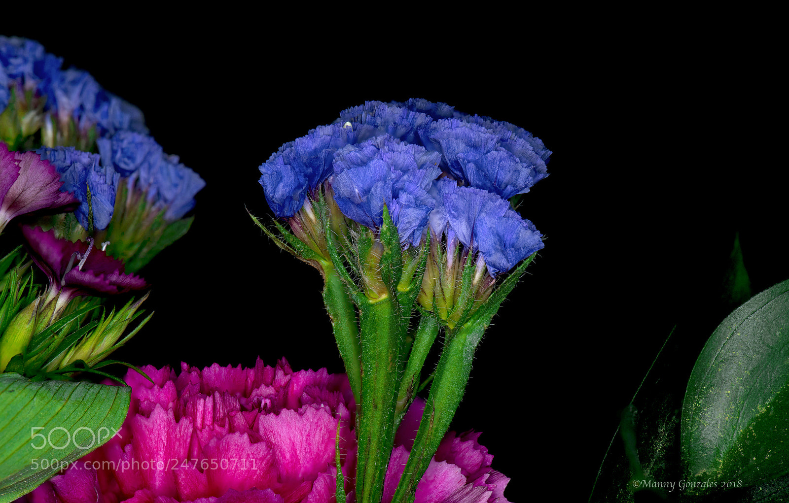 Nikon D850 sample photo. Carnations in bloom photography