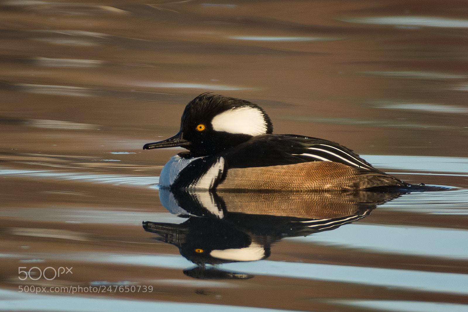 Nikon D7100 sample photo. Hooded merganser drake photography