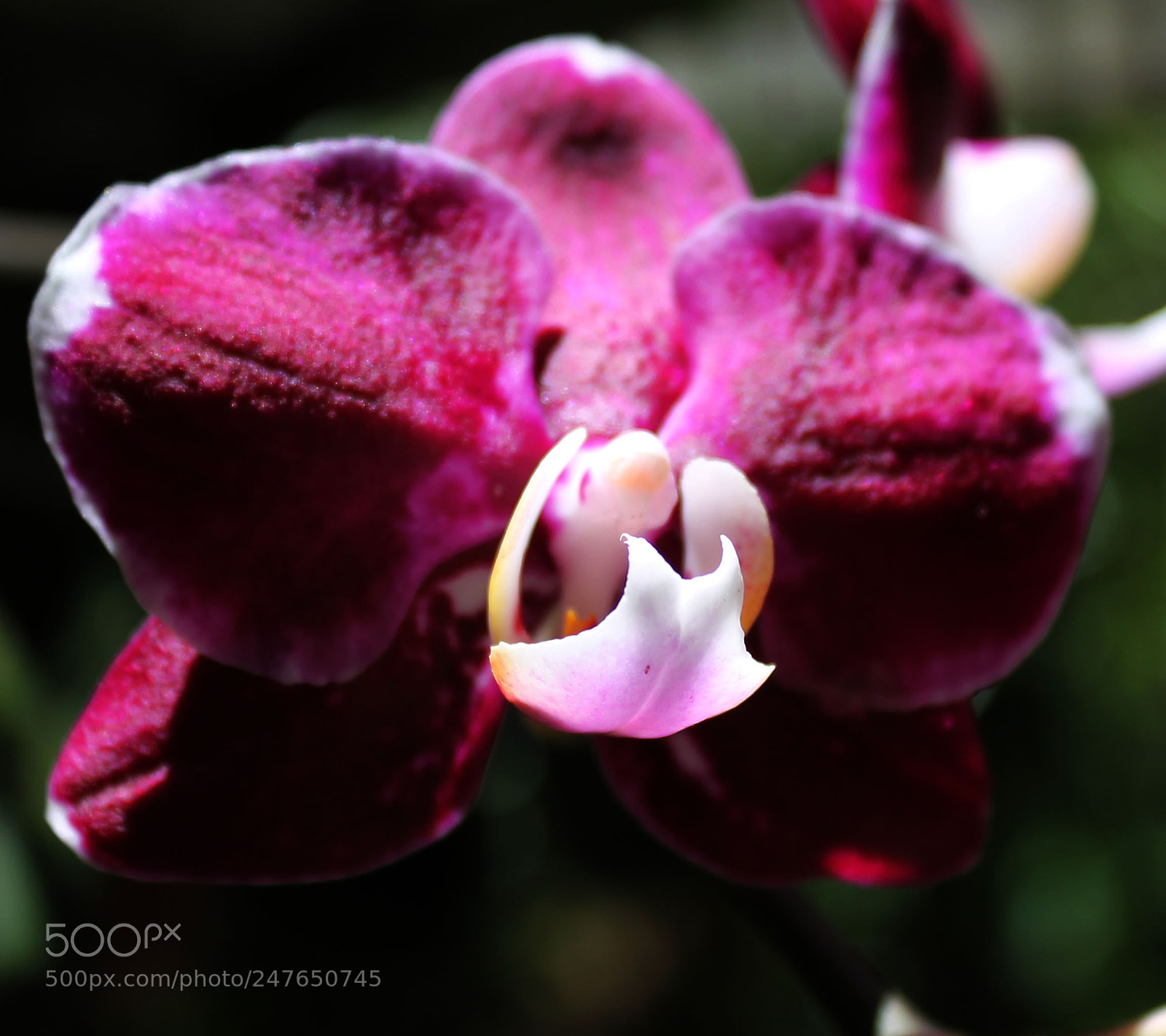 Canon EOS 1100D (EOS Rebel T3 / EOS Kiss X50) sample photo. Orchid photography