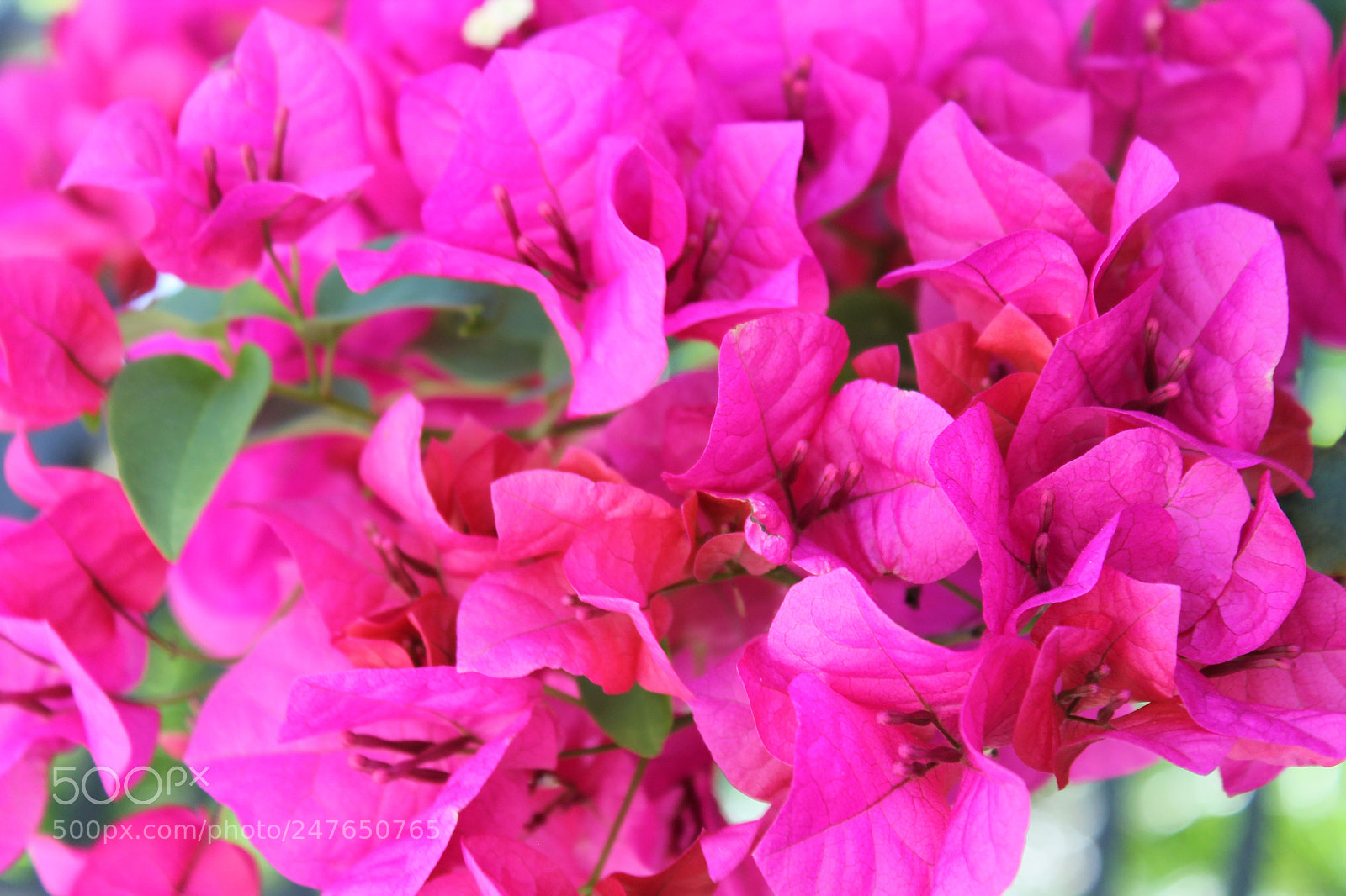 Canon EOS 1100D (EOS Rebel T3 / EOS Kiss X50) sample photo. Pretty in pink photography