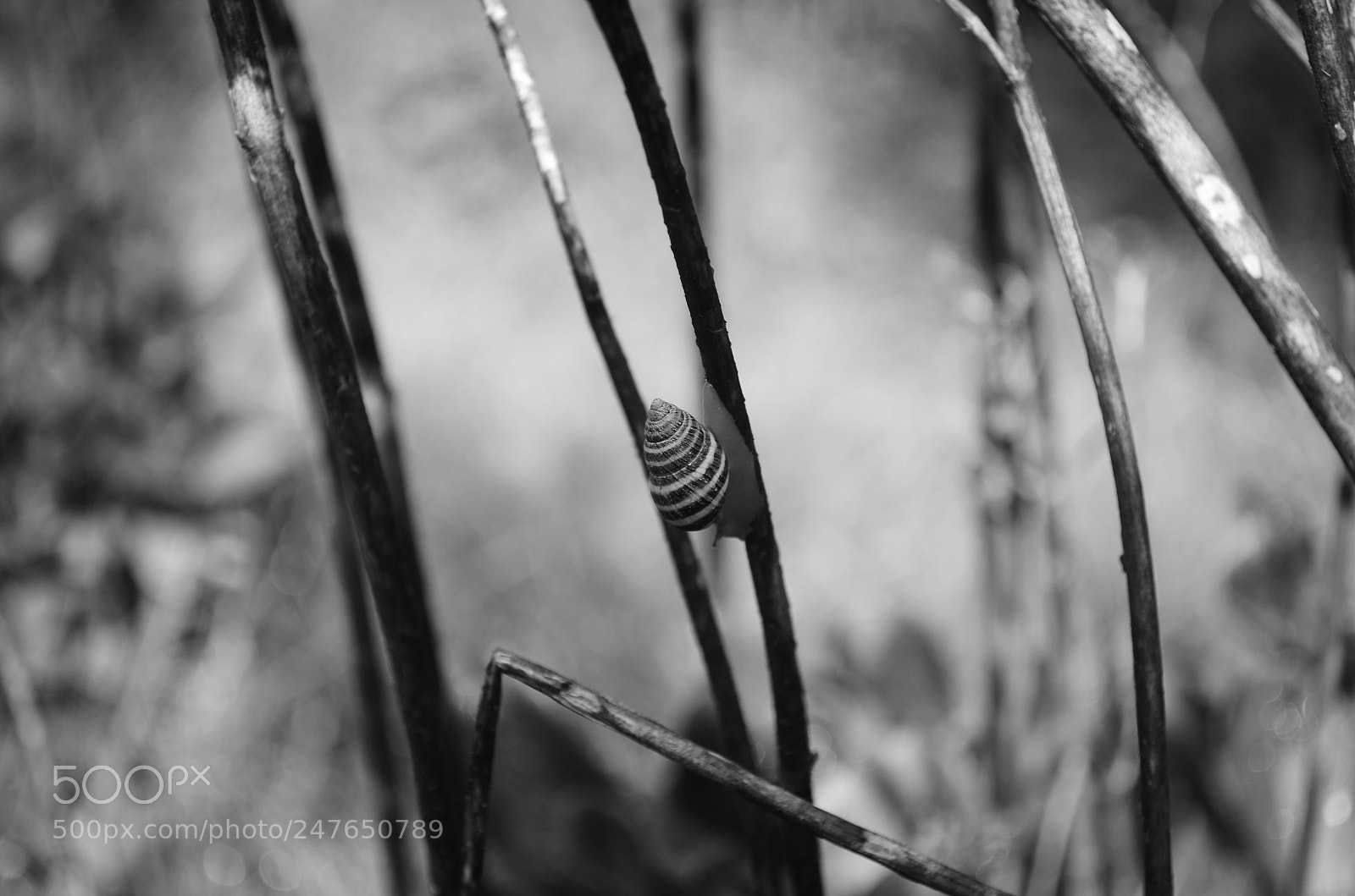 Nikon D5100 sample photo. Caracoleando photography